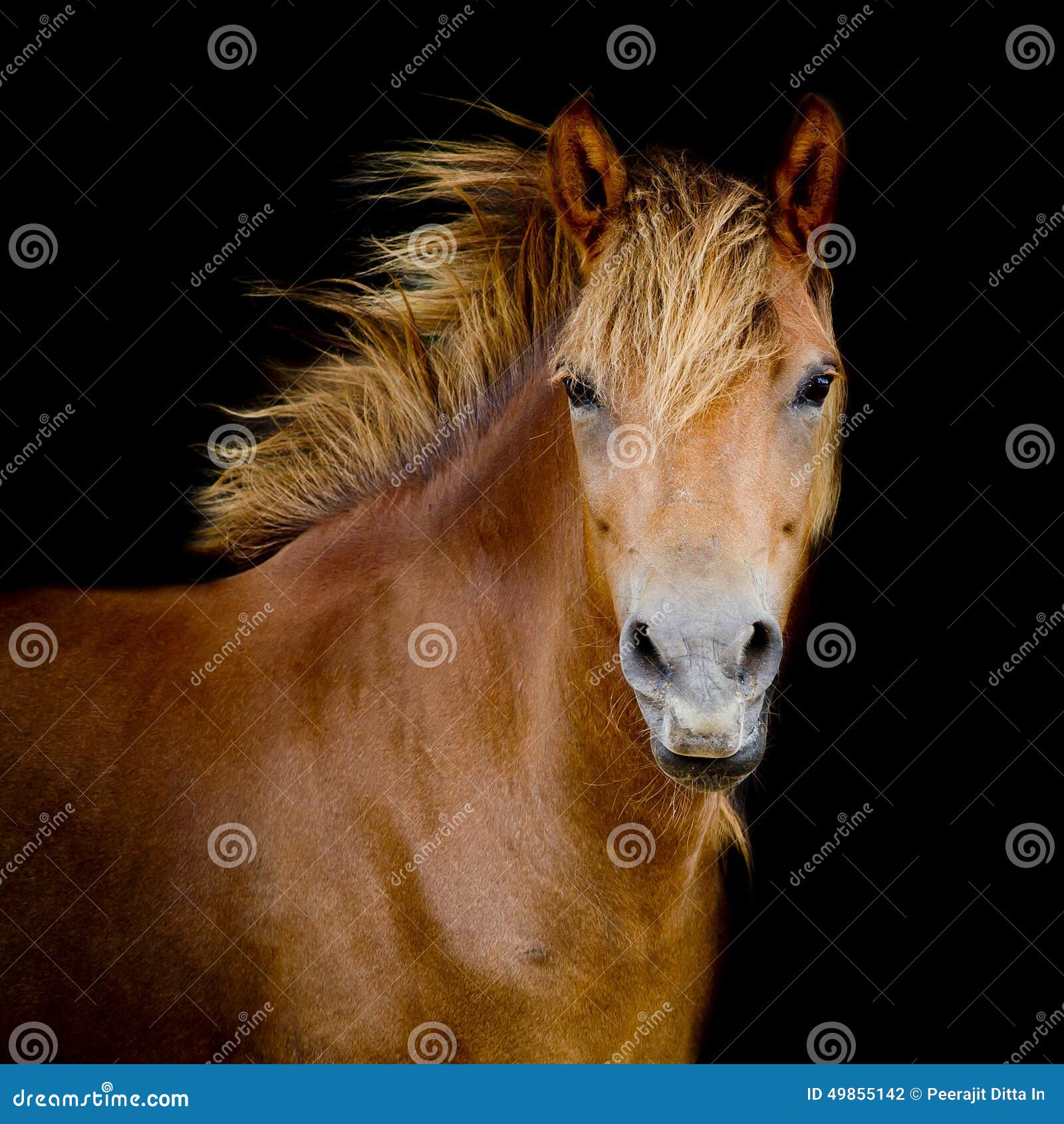 Rug Van Een Paard Wordt Geschoten Dat Stock Foto Image of zoogdier