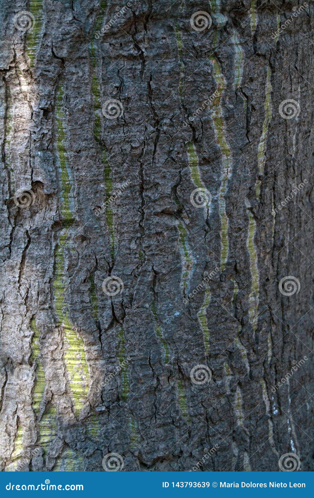 rugged tree bark with green stretch marks.