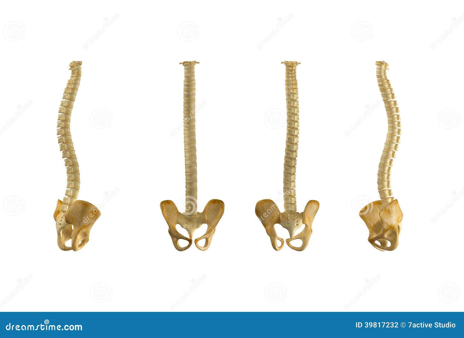 Ruggemerg. Ruggegraatscorf is een deelinzameling van sciencepics