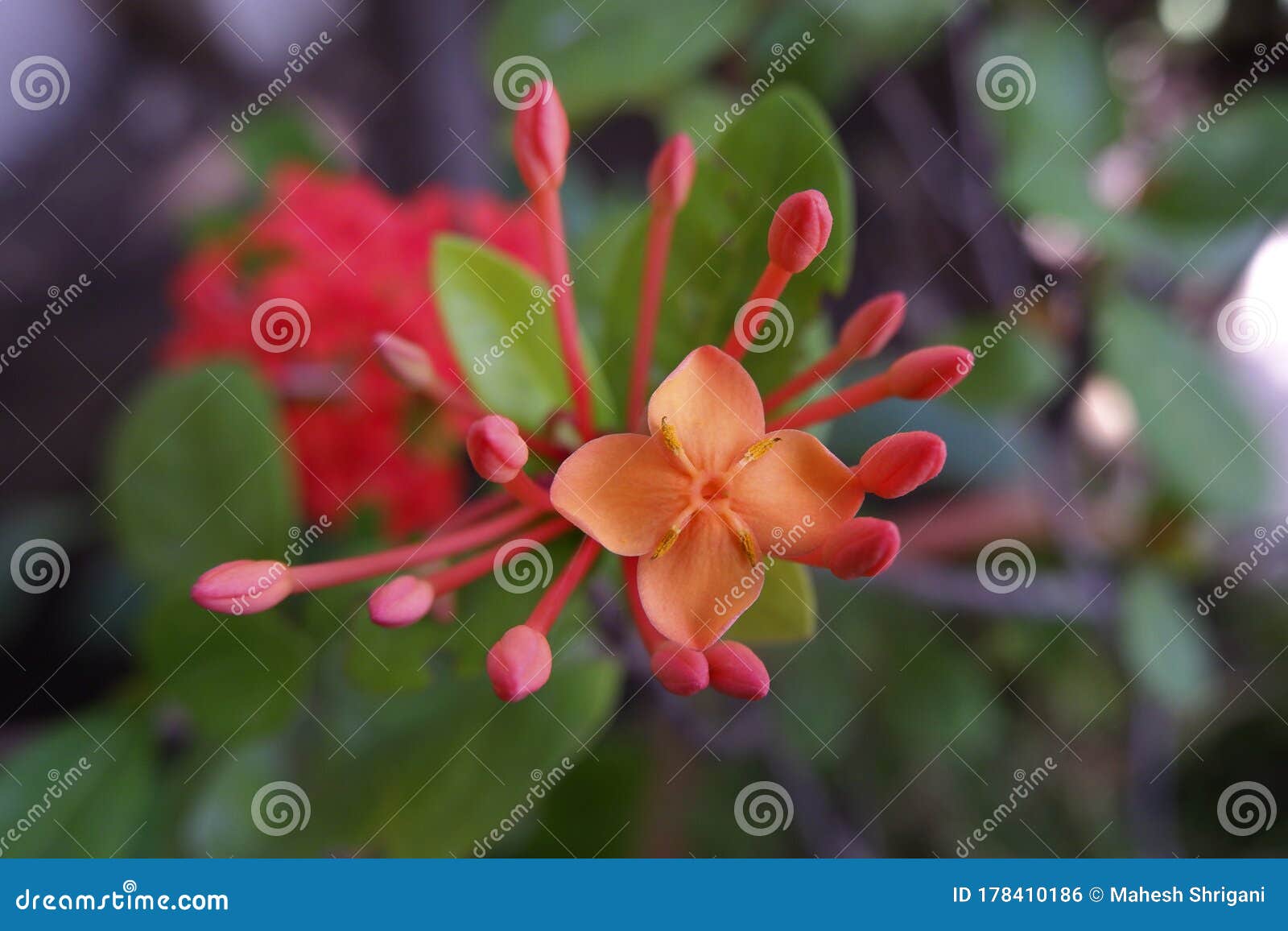 Rugmini, Flor De Gerânio Vermelha, Com Botões Foto de Stock - Imagem de  pétalas, selva: 178410186