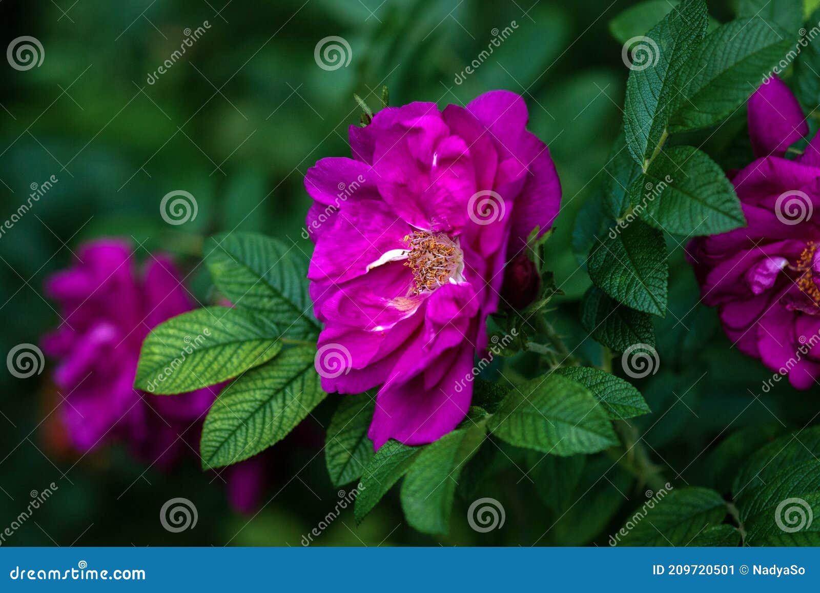 Rugosa Rose Purple Pavement Roses in Bloom Stock Image Image of