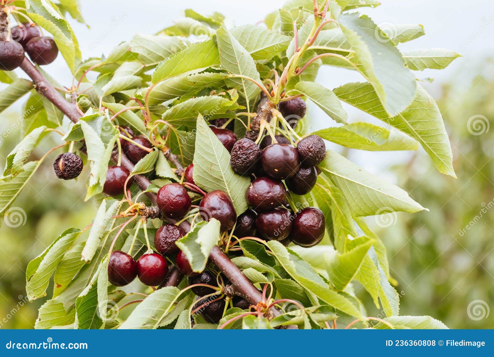 Ruined Cherries on a Tree in Australia Stock Photo Image of melbourne