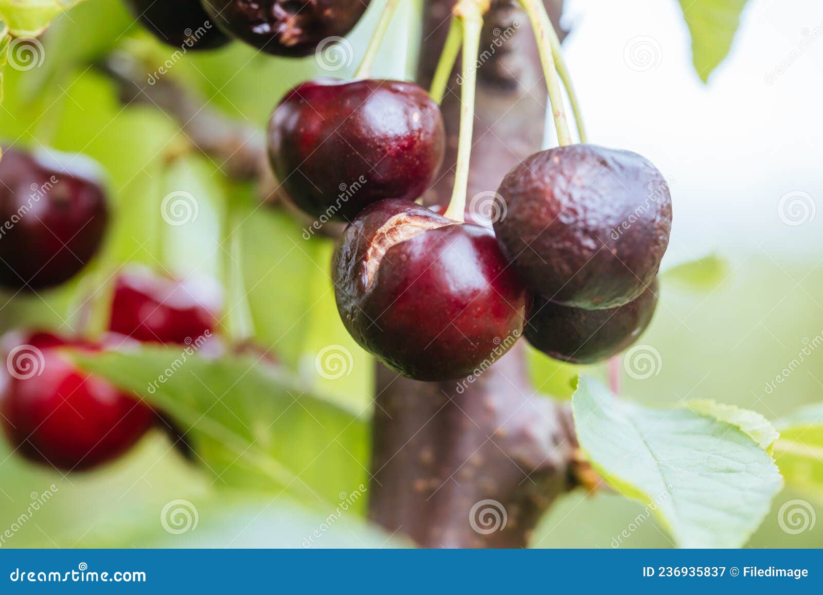 Ruined Cherries on a Tree in Australia Stock Image Image of soggy