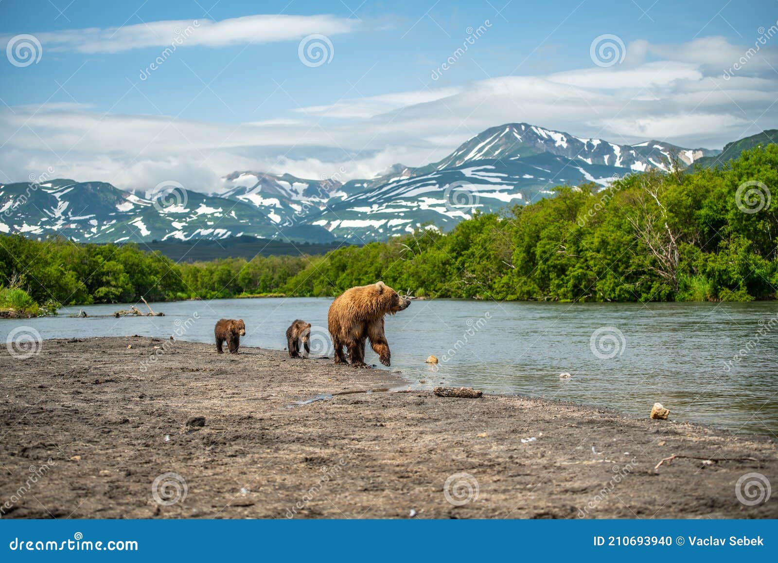 ruling the landscape, brown bears of kamchatka ursus arctos beringianus