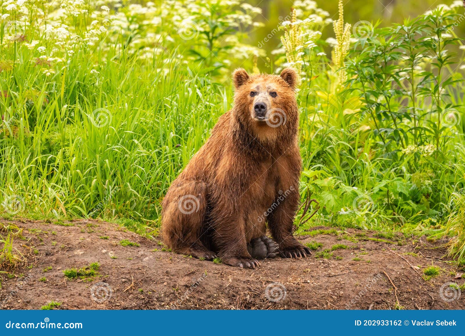 ruling the landscape, brown bears of kamchatka