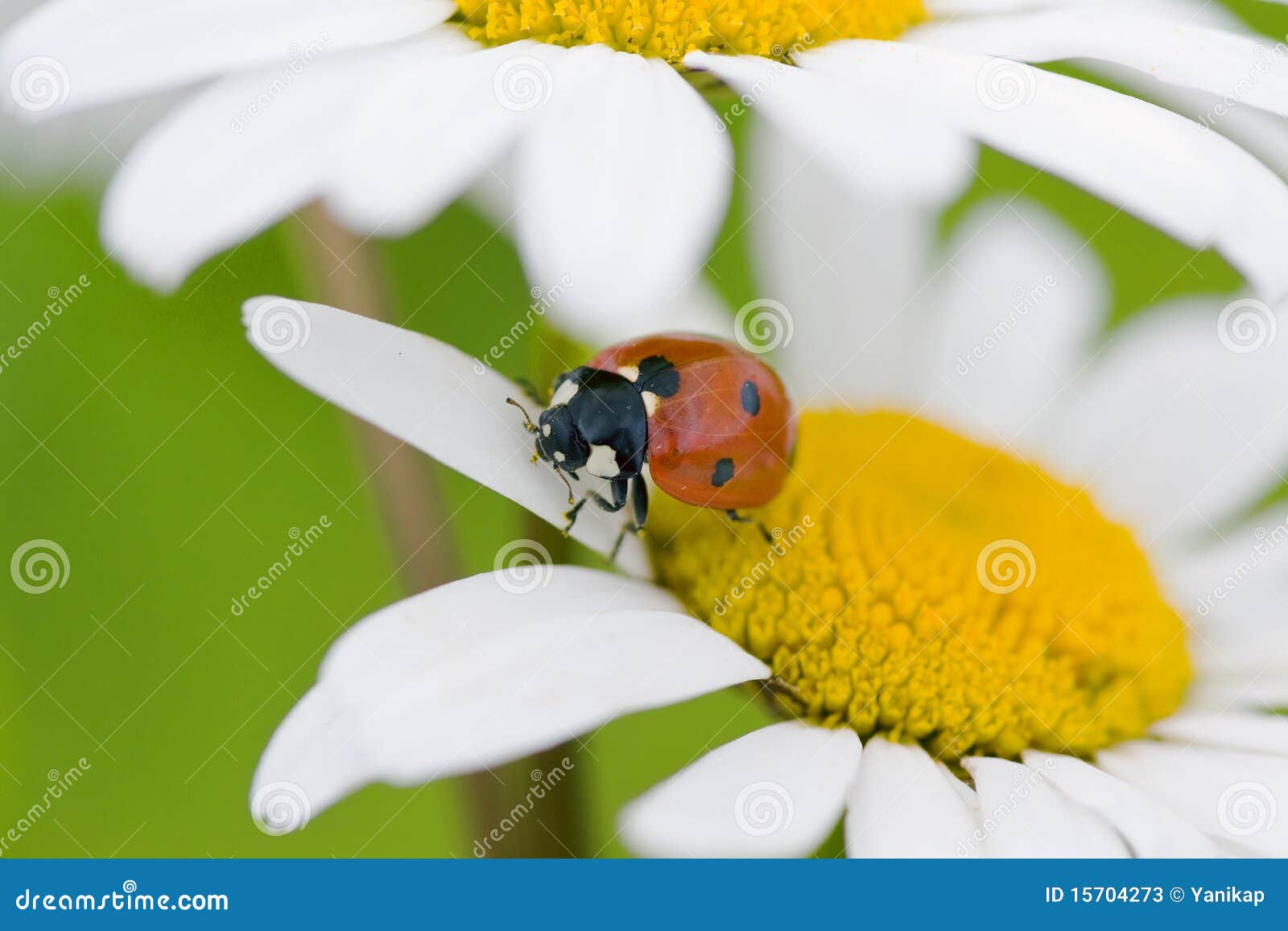 Rumianku ladybird