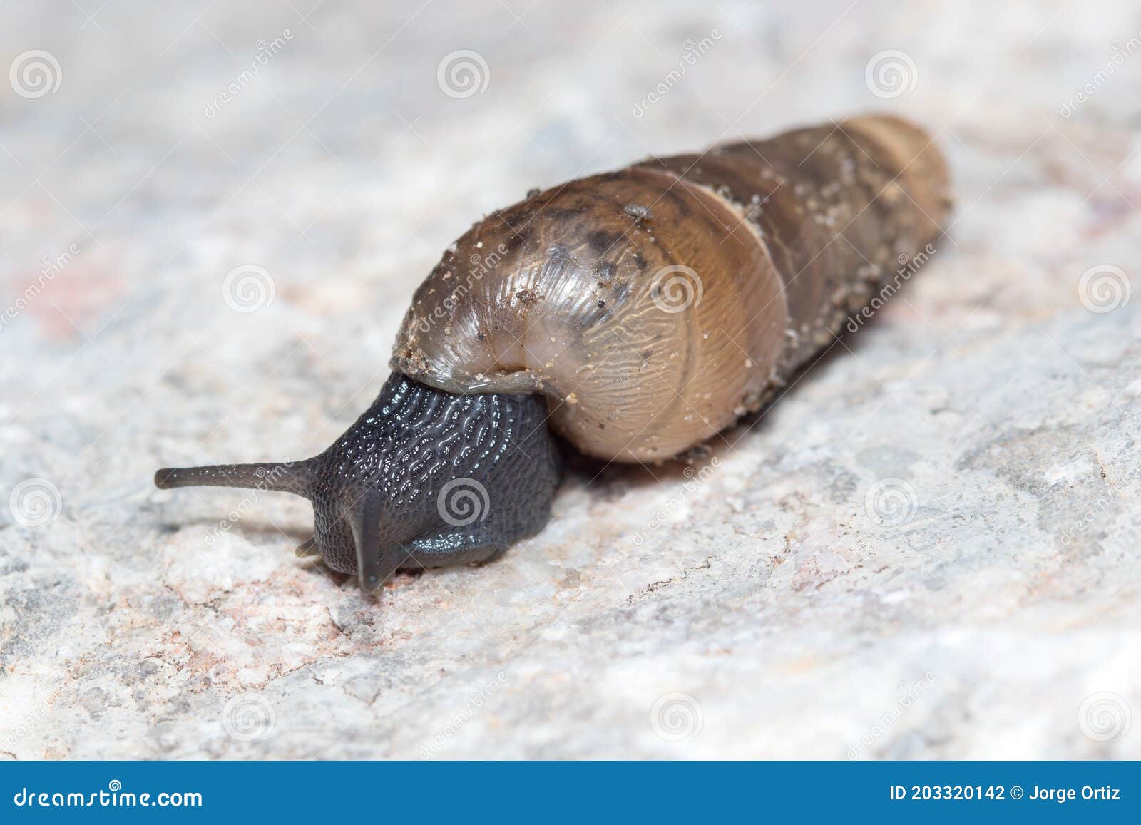 Rumina Decollata σαλιγκάρι που σαλιαρίζει σε πέτρα. Στοκ Εικόνες - εικόνα  από wildlife, bugatti: 203320142