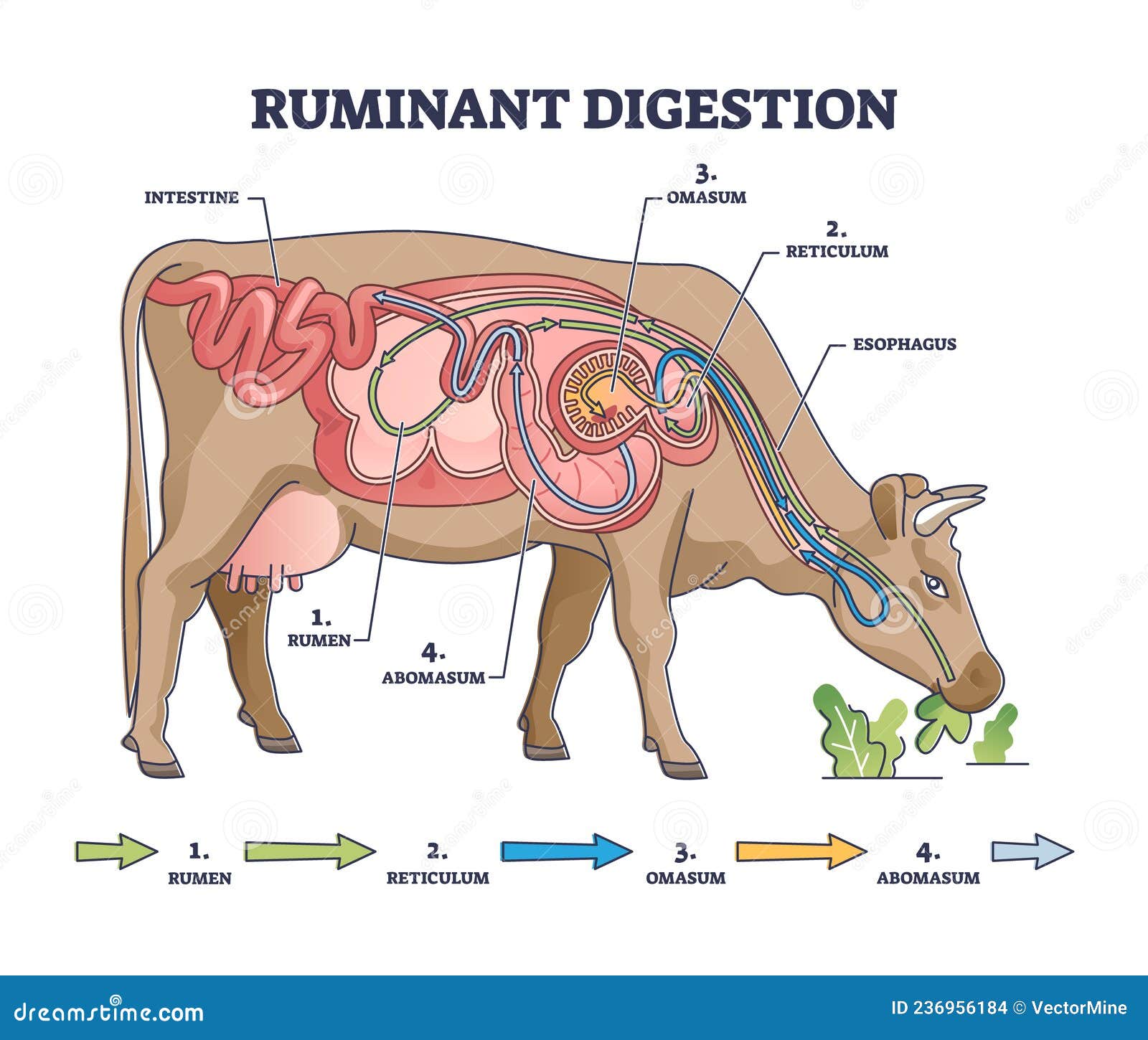 ruminant digestion system with inner digestive structure outline diagram