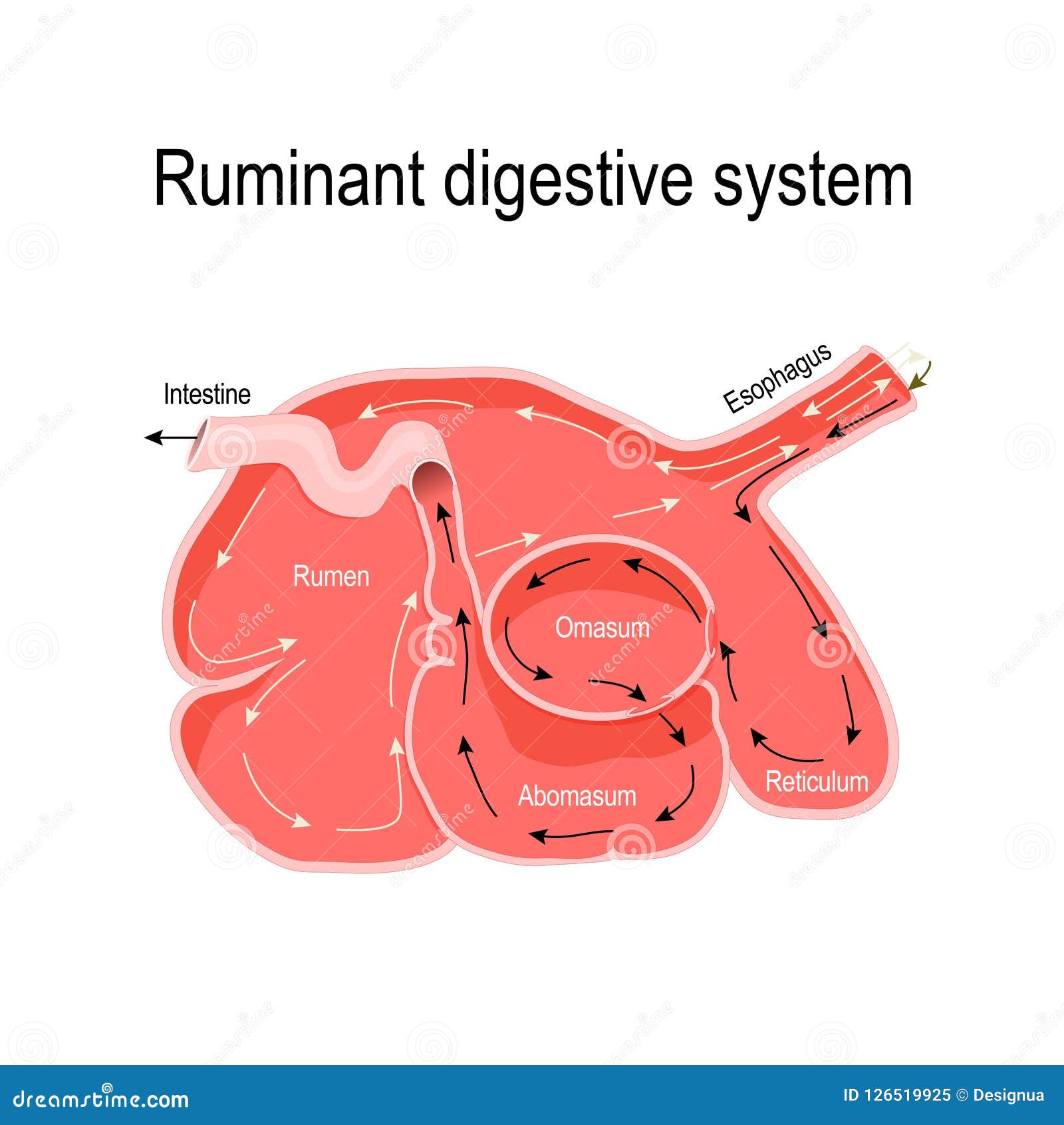 cross-section of the ruminant stomach