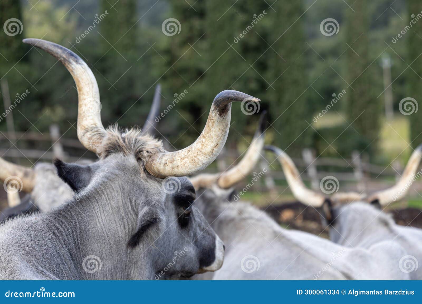 ruminant hungarian gray cattle bull in the pen from behind, big horns