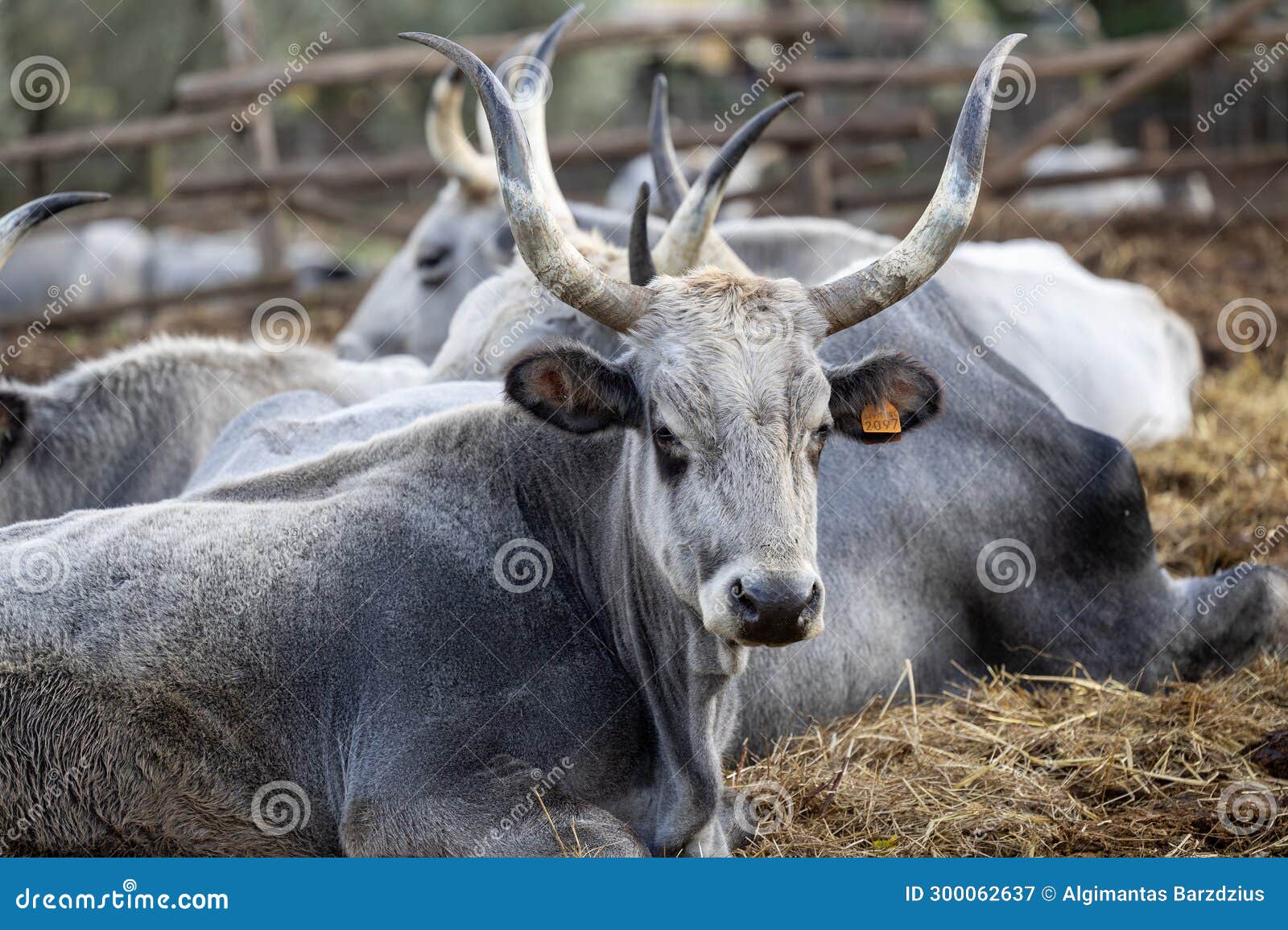 ruminant hungarian gray cattle bull in the pen, big horns, portrait, eye