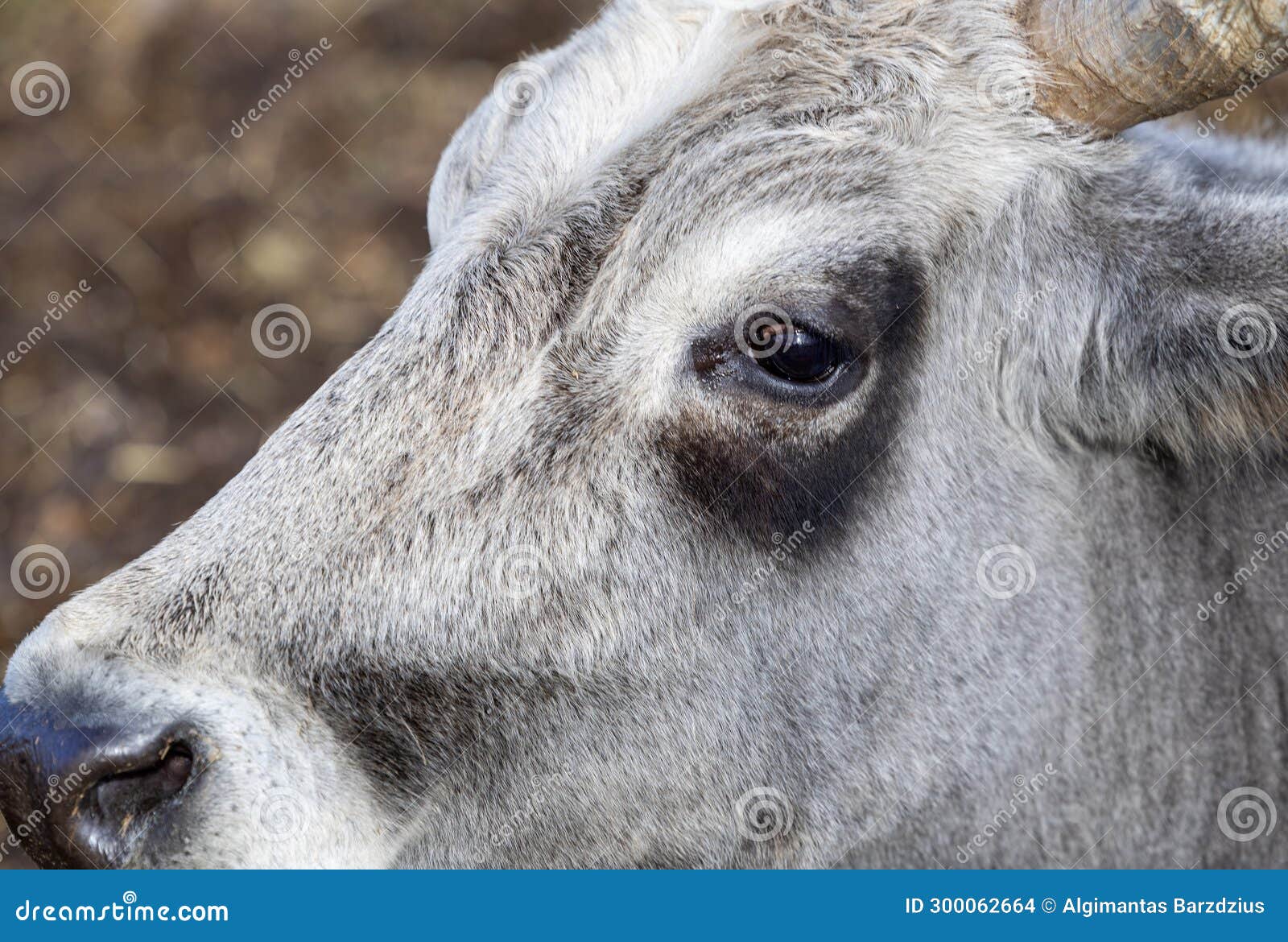 ruminant hungarian gray cattle bull in the pen, big horns, portrait, eye