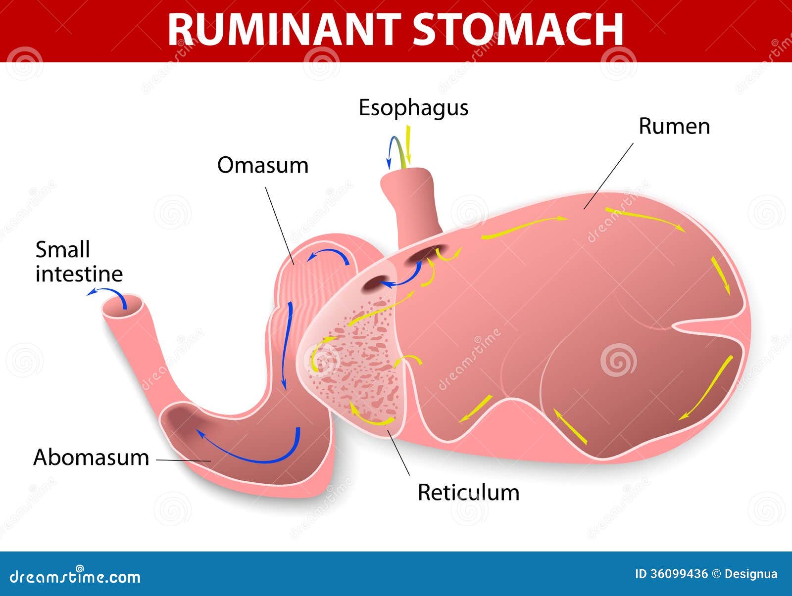 ruminant stomach