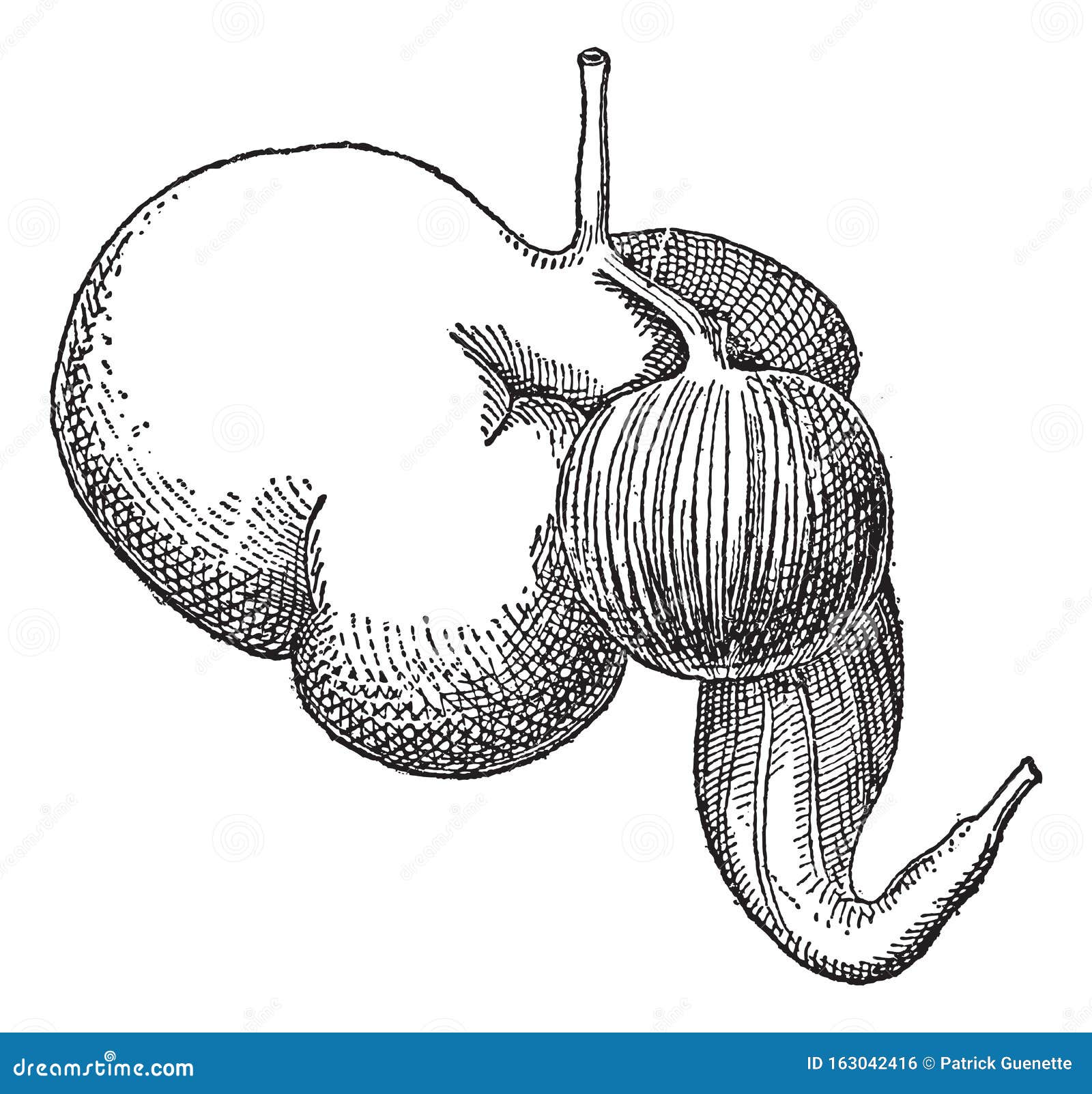 ruminant stomach, vintage engraving