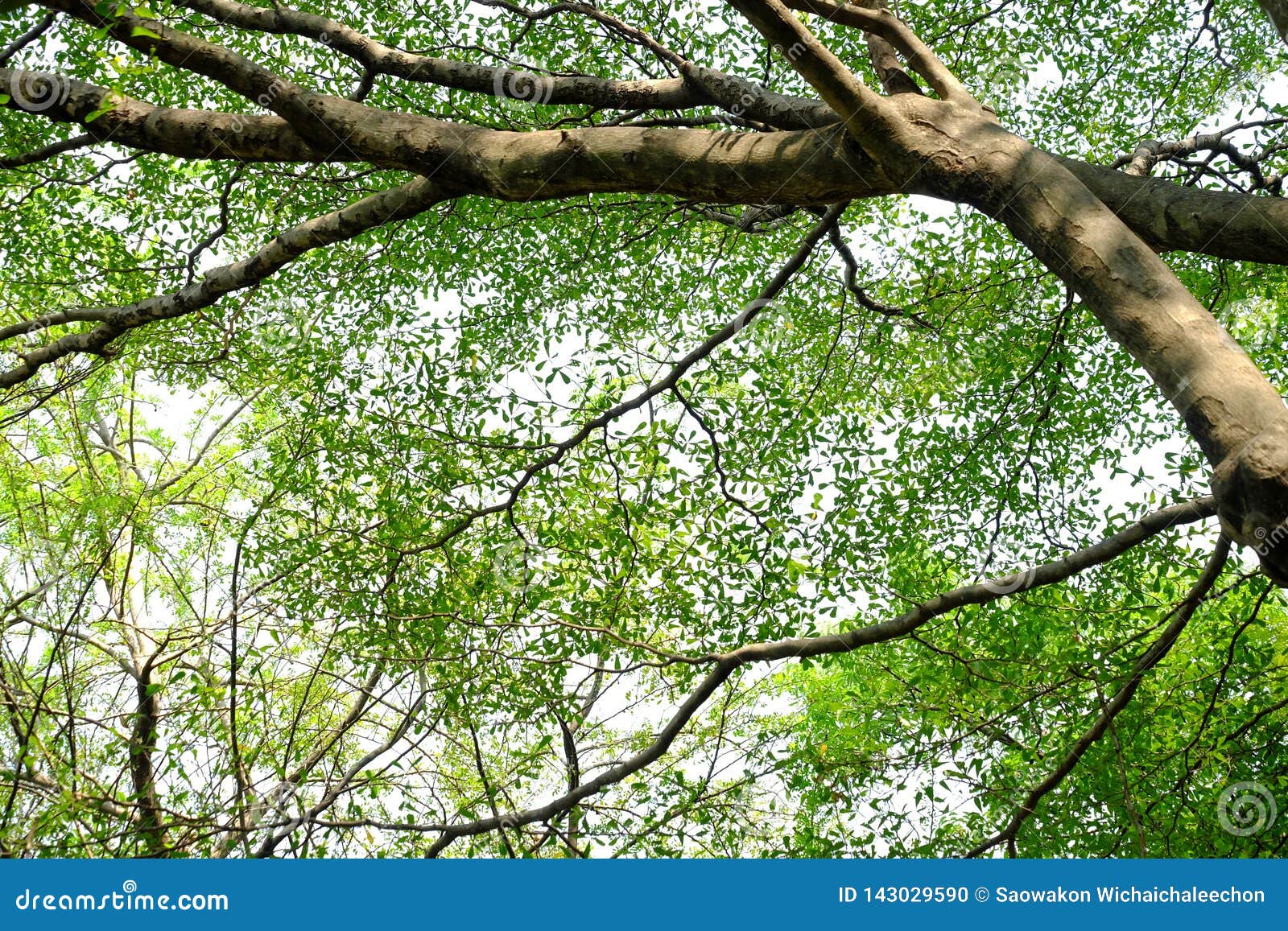 Ruminate Ivorensis Tree with Leaves Branches and Tree Trunk Stock Photo