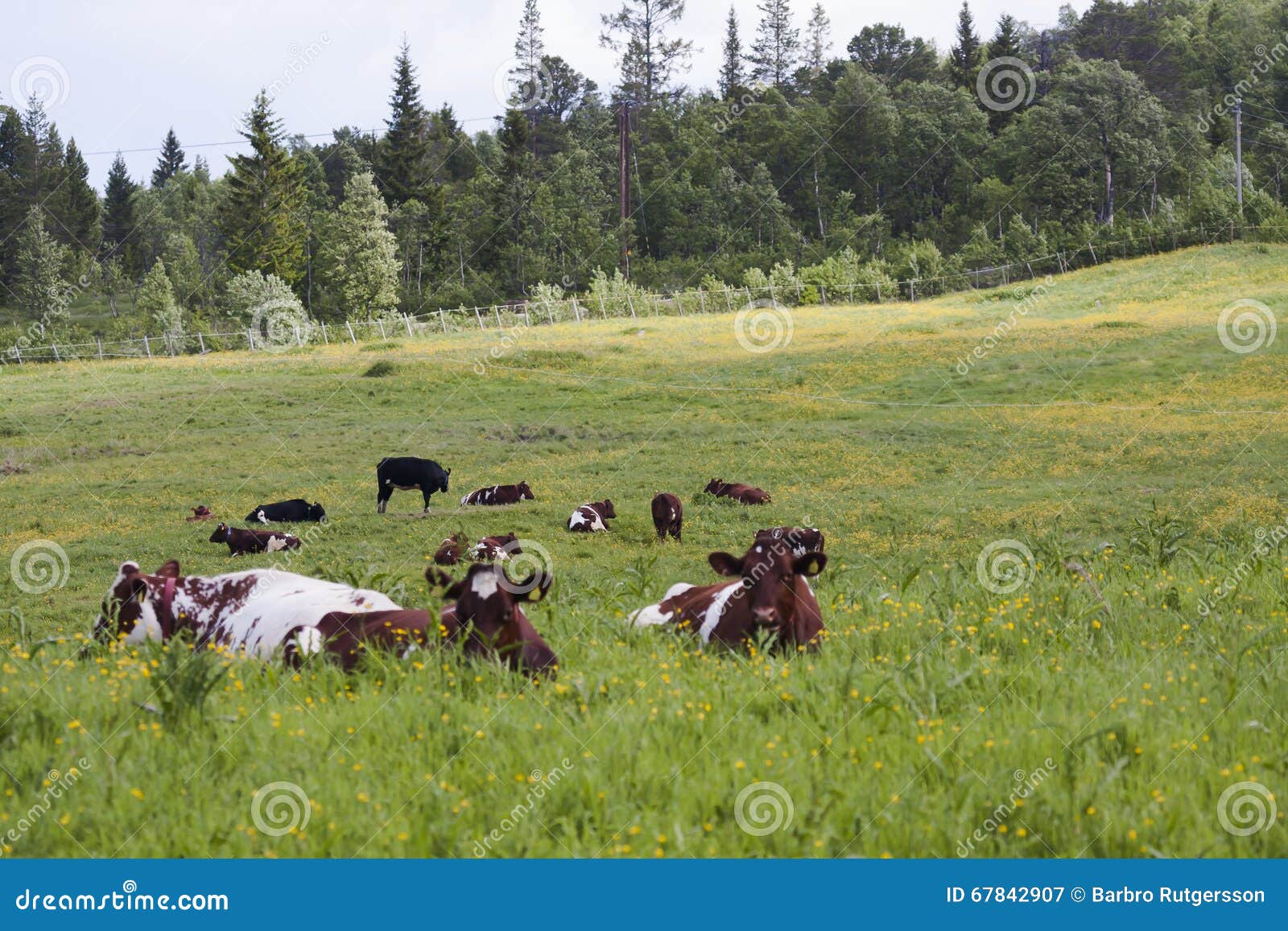 Ruminating stock afbeelding. Image of verpesten, landbouw 67842907