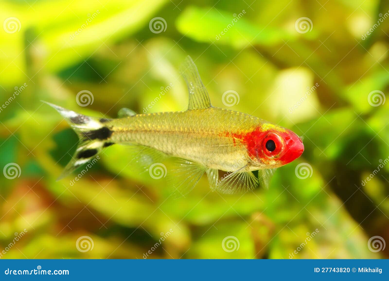 small tetra fish