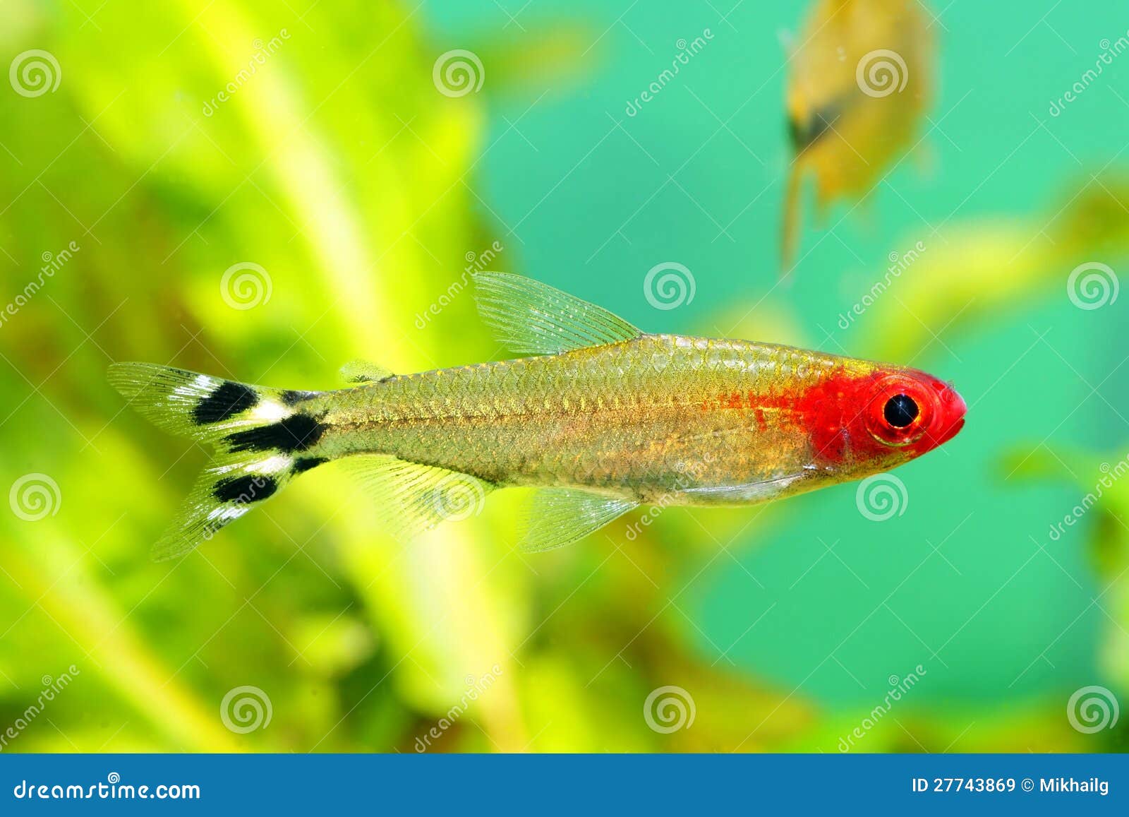 small tetra fish