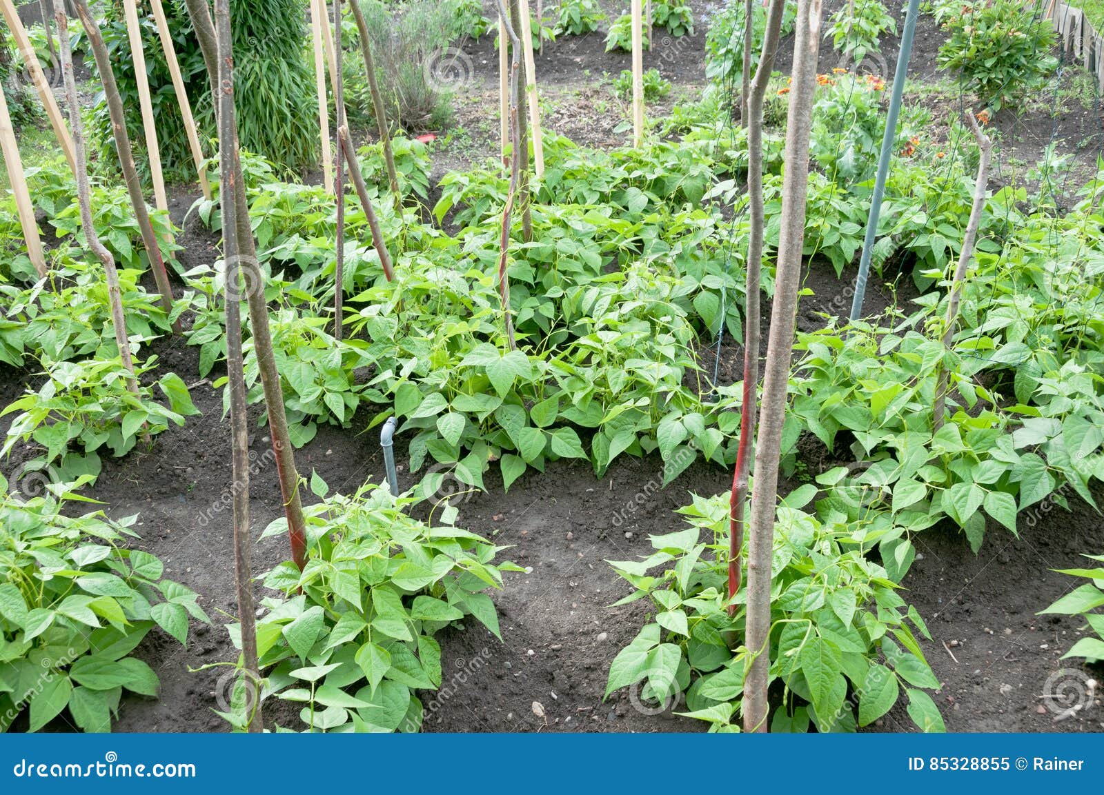 Runner beans on a patch stock image. Image of health 85328855