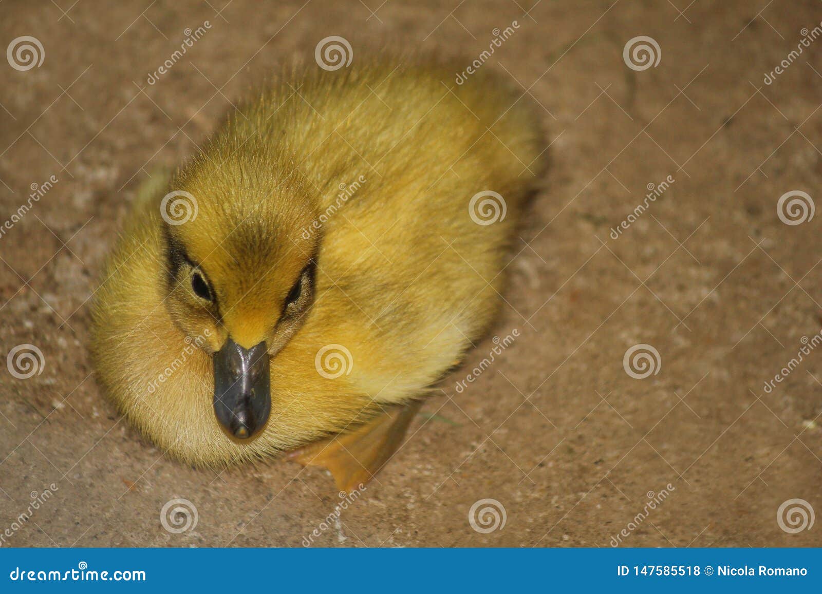Runner Duck Chick in the Farm Stock Photo Image of animal, ducks