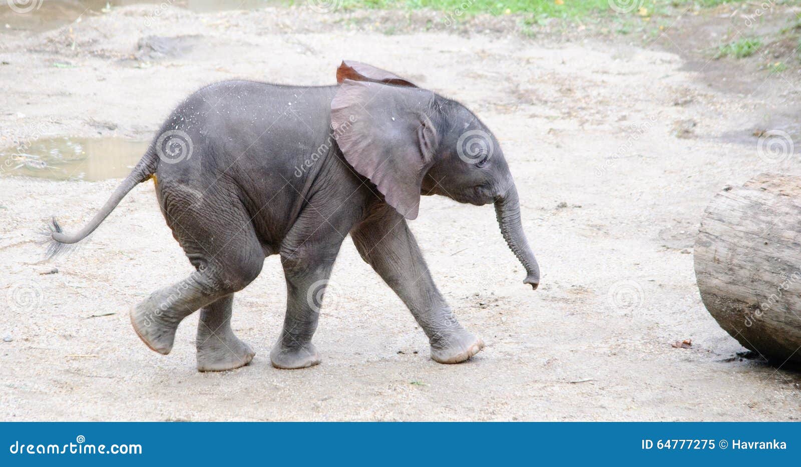 Running African Elephant Baby Stock Image Image of wildlife, african