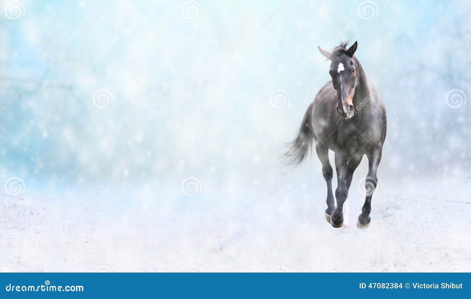 Running Black Horse In Snow, Winter Banner Stock Photo Running Black Horse In Snow, Winter Banner Stock Photo