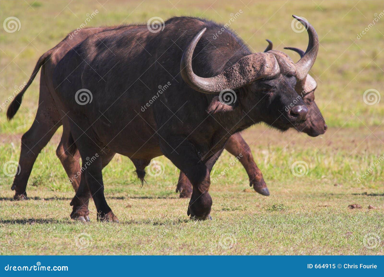 Running Buffalo stock image. Image of power, gigantic, bison - 664915