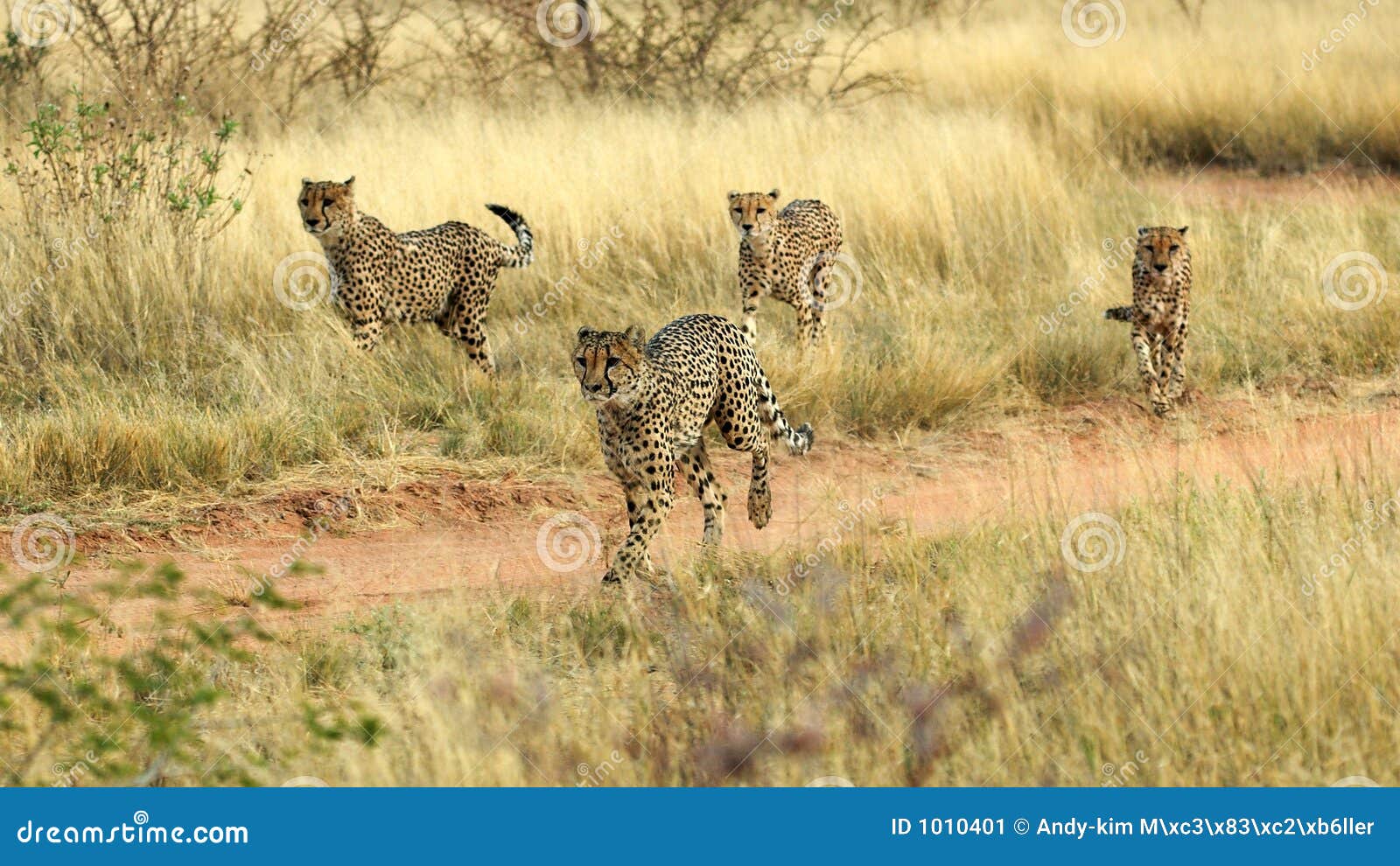 running cheetahs