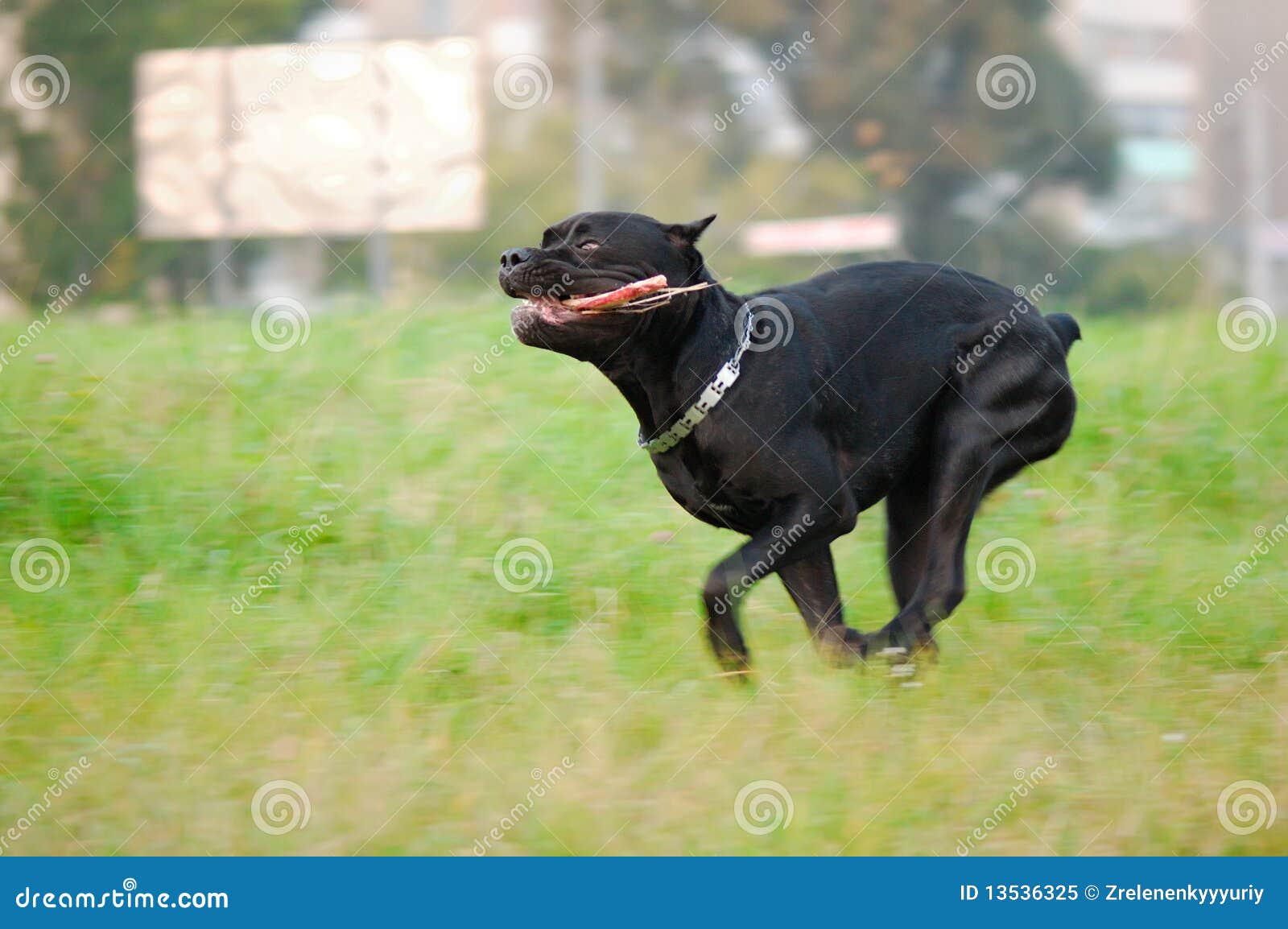 Running dog. Dog running on the green grass