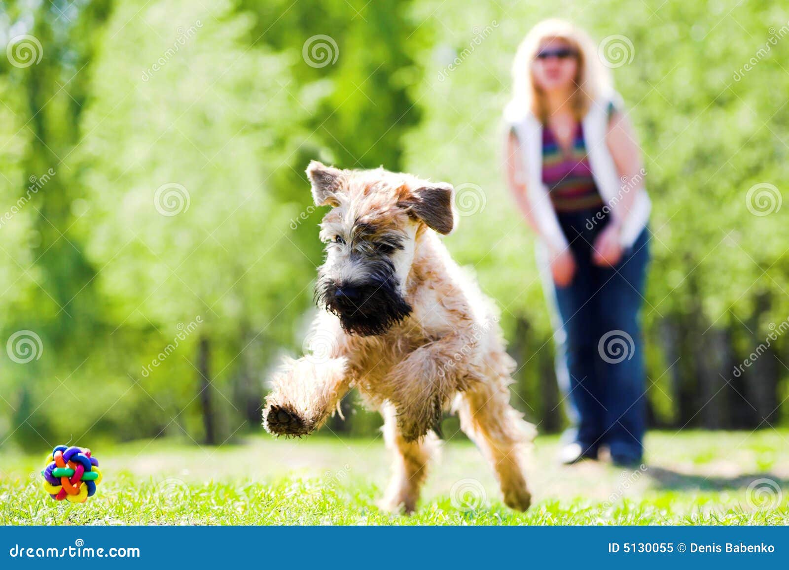 Running dog on green grass stock image. Image of active - 5130055