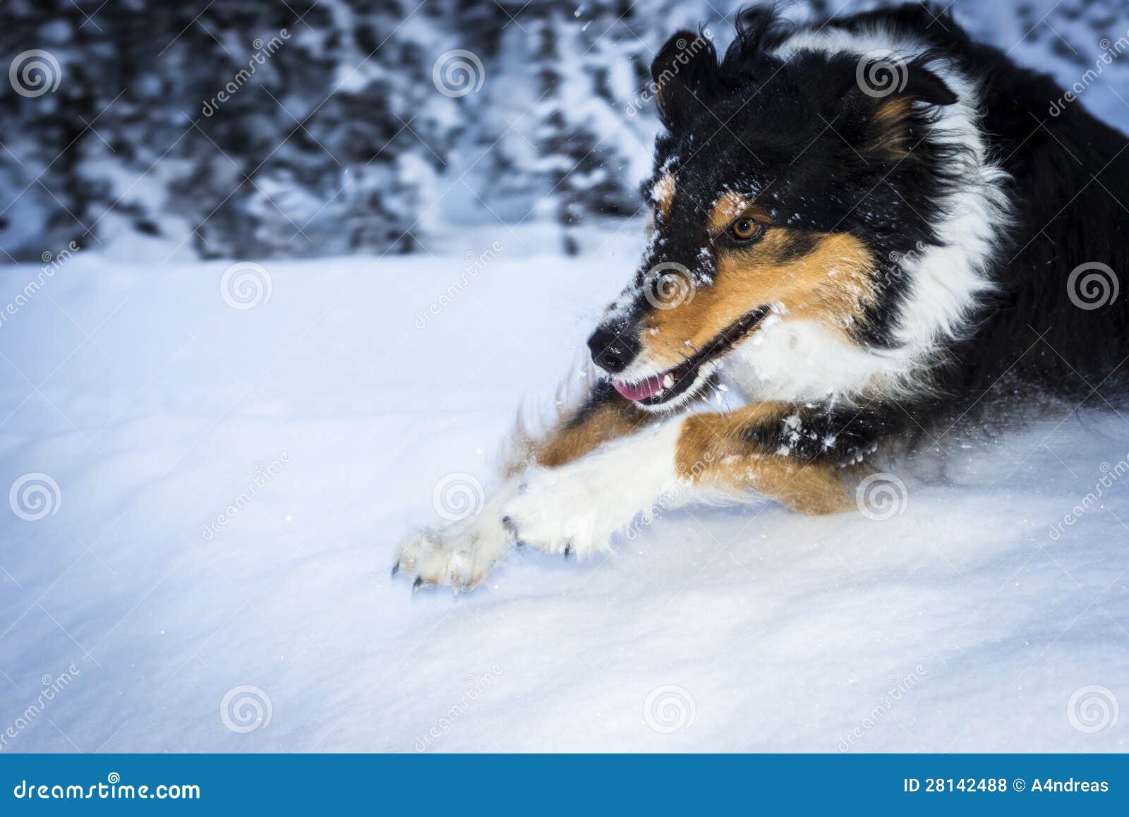 Running Dog Jumps Over Snow Hump Stock Photo Image of play, friend