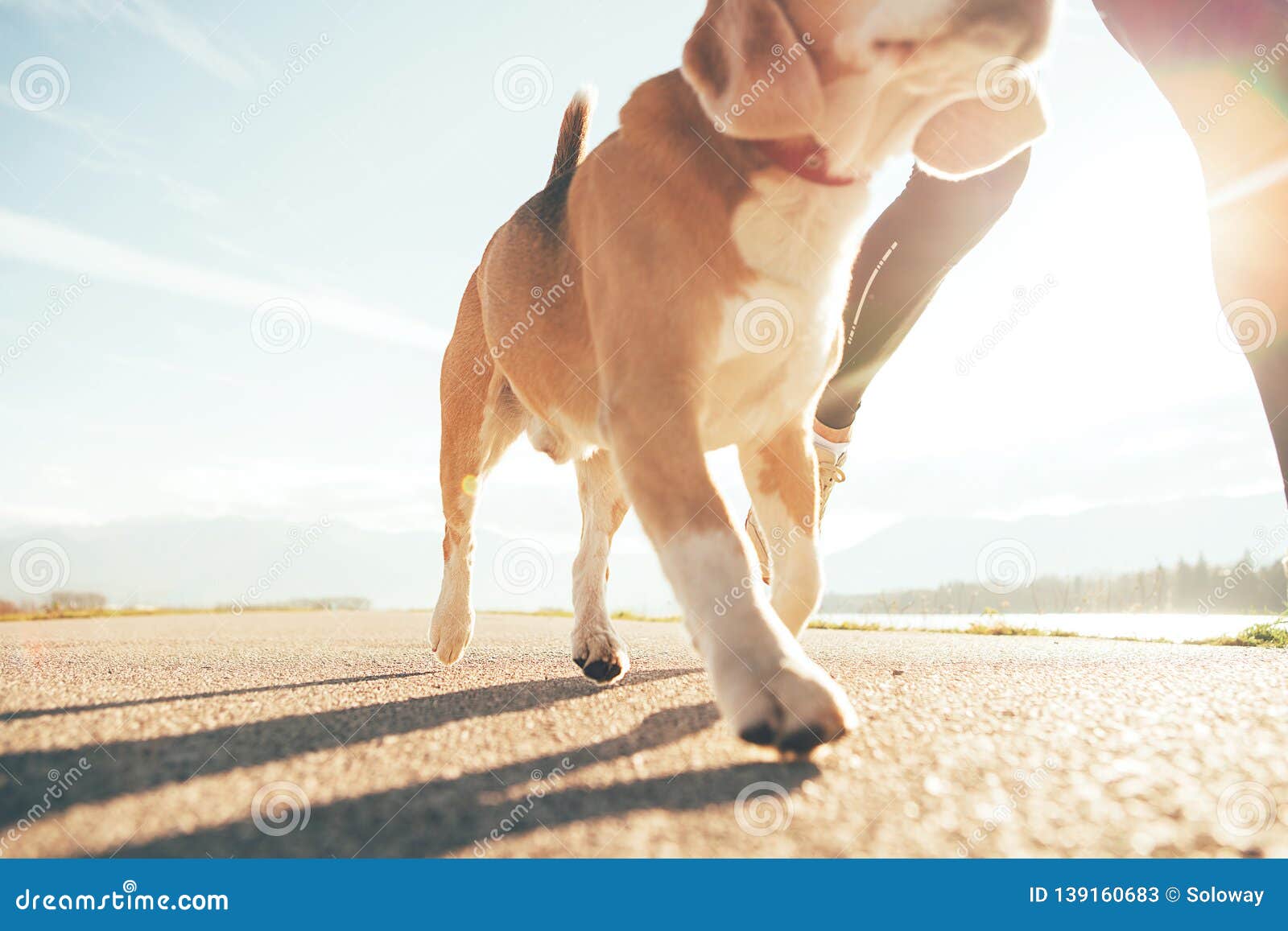 running dog paws and man legs close up image