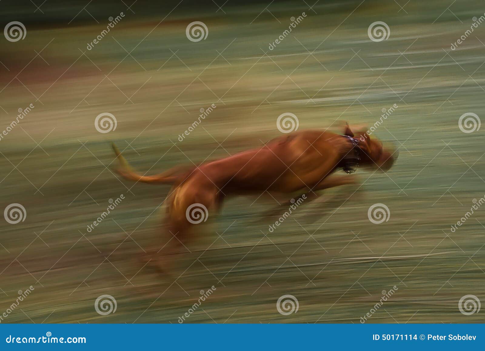 Running Dog. Rhodesian Ridgeback in Motion Stock Photo Image of