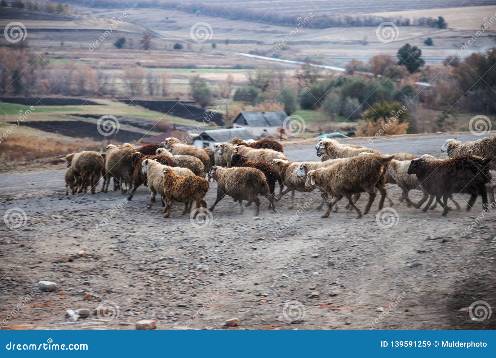 running sheep herd running sheep herd