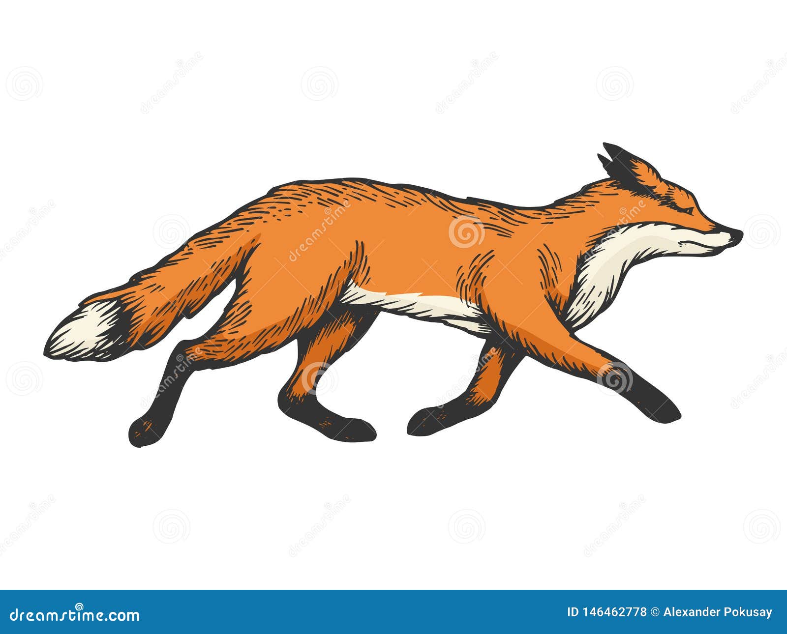 Running Fox Animal Color Sketch Engraving Vector Stock