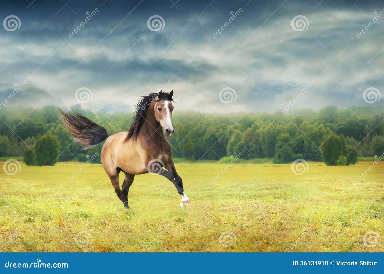 Running Galloping Horse on Background of Autumn Dawn Stock Photo Image of race, brown 36134910