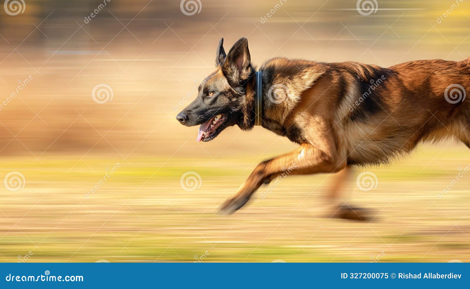 running german shepherd with motion-blurred background