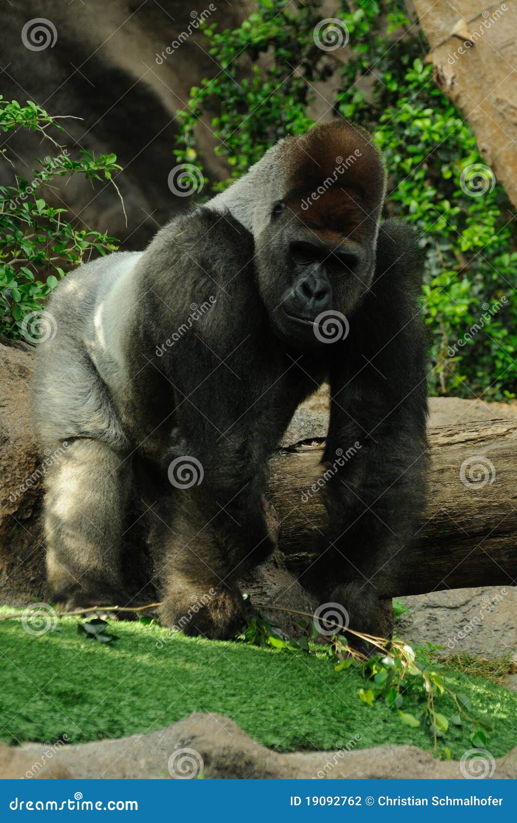 Running Gorilla stock photo. Image of mammal, portrait 19092762