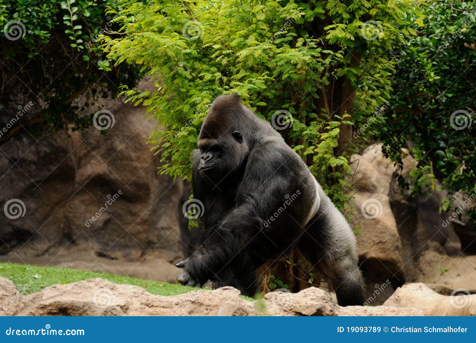 Running Gorilla Royalty Free Stock Images Image 19093789
