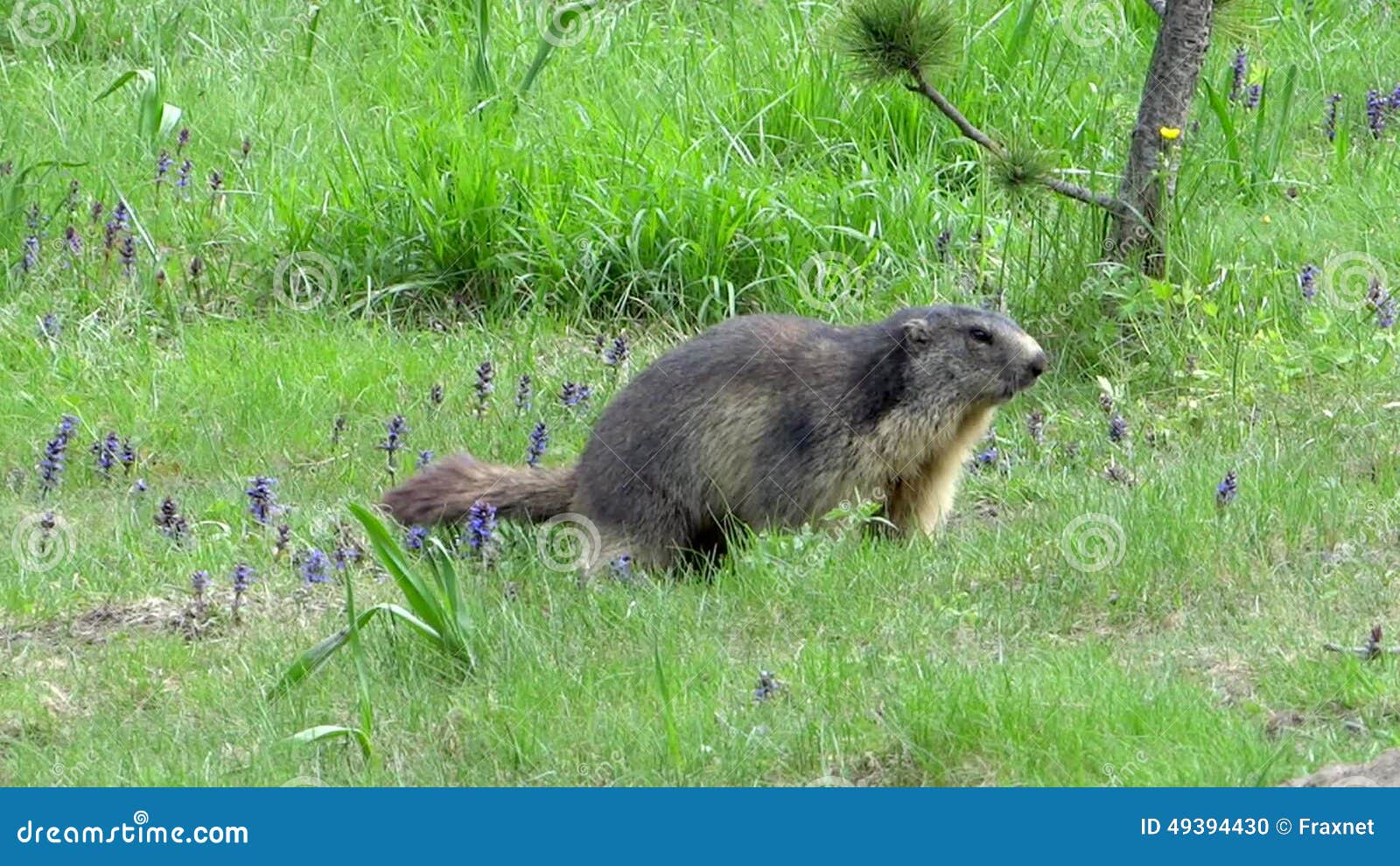 Running Groundhog Stock Footage & Videos 11 Stock Videos