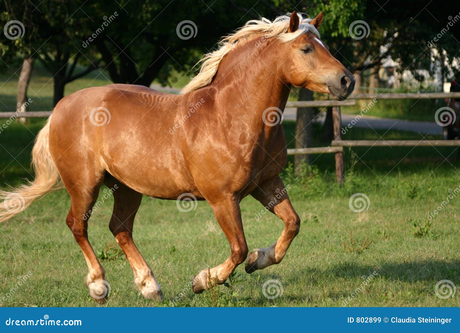 running-haflinger-horse-802899.jpg