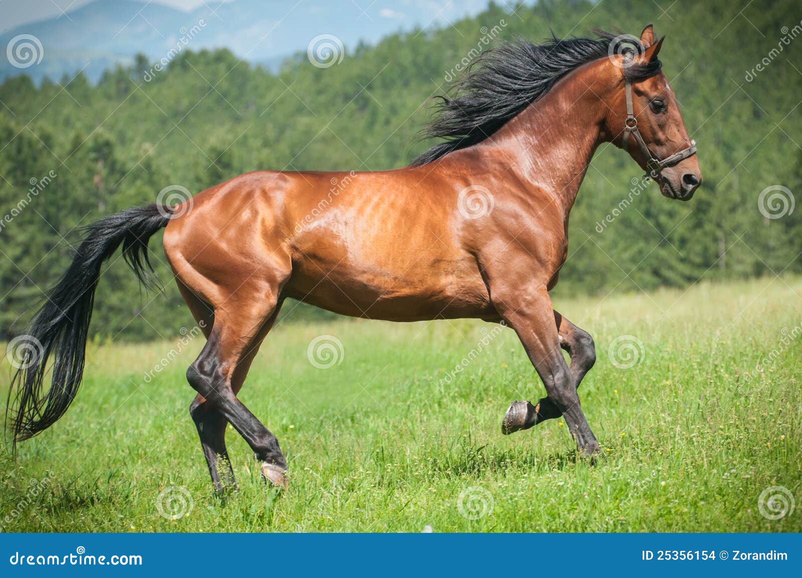 Running horse stock photo. Image of horse, evening, movement ...