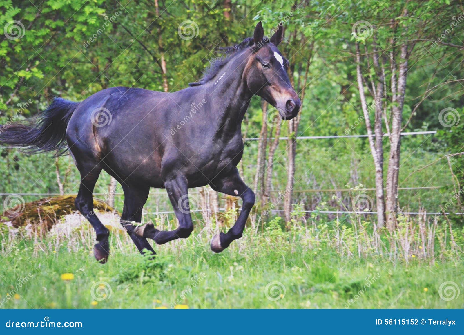 Running horse stock photo. Image of horse, motion, beautiful 58115152