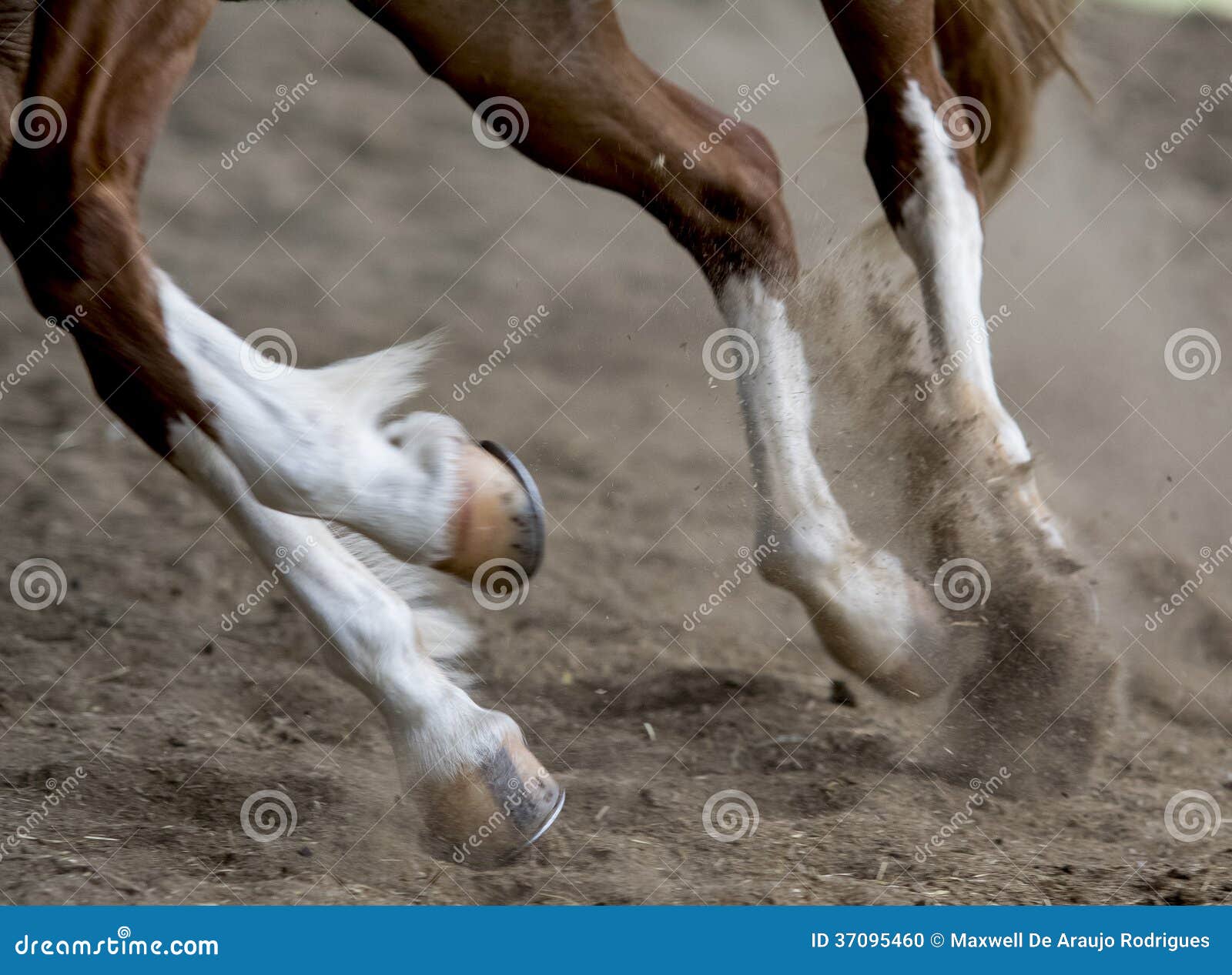 running horse