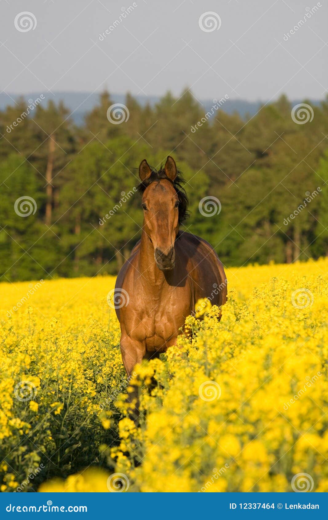 running horse in the colza field