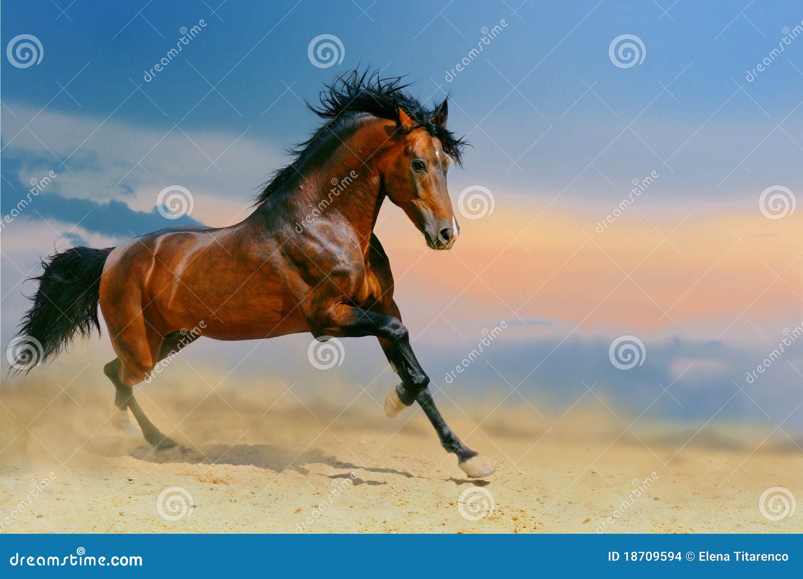 35 454 Running Horse Photos Free Royalty Free Stock Photos From Dreamstime