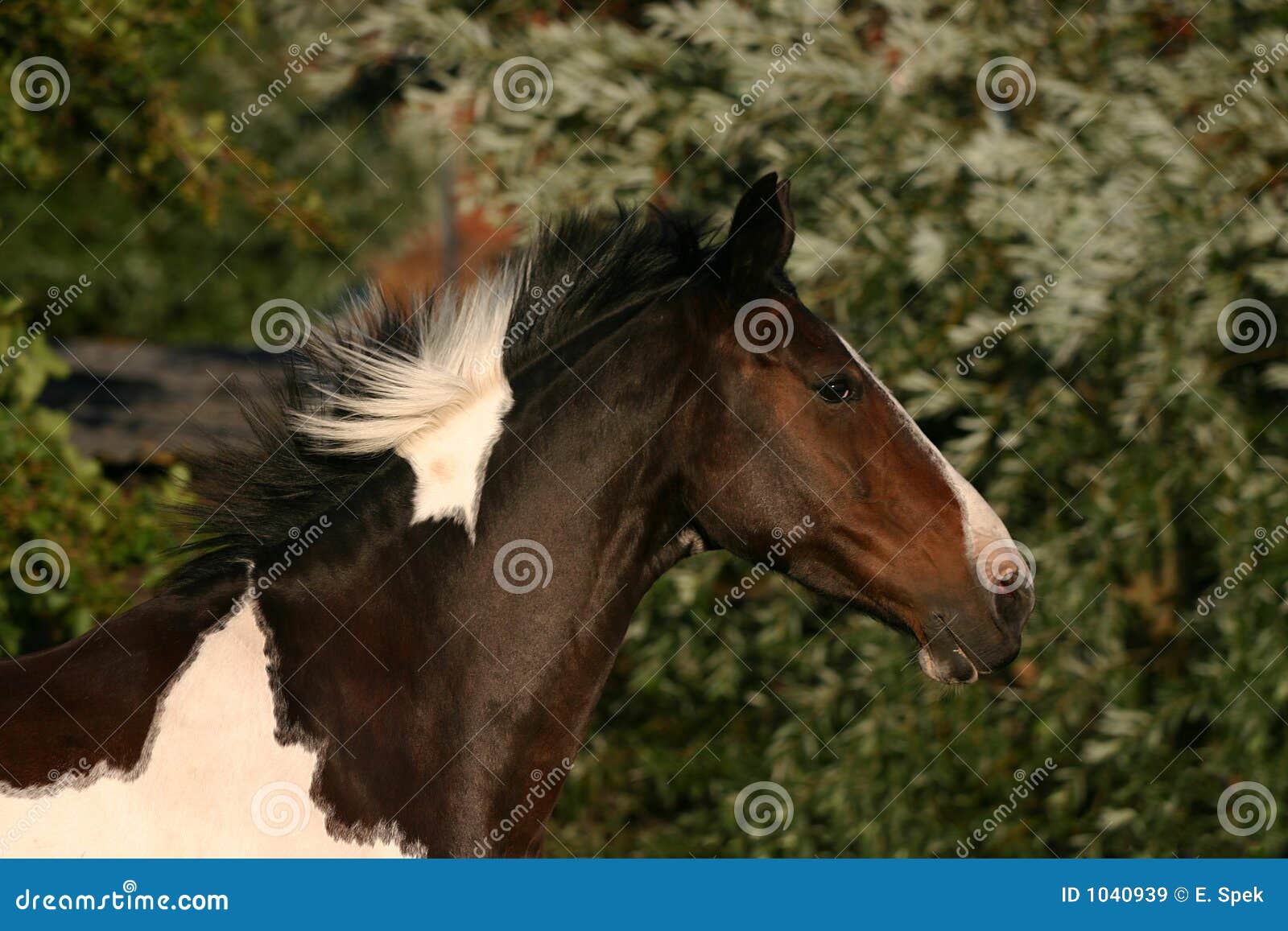 Running horse head stock image. Image of blue, horse, painted 1040939