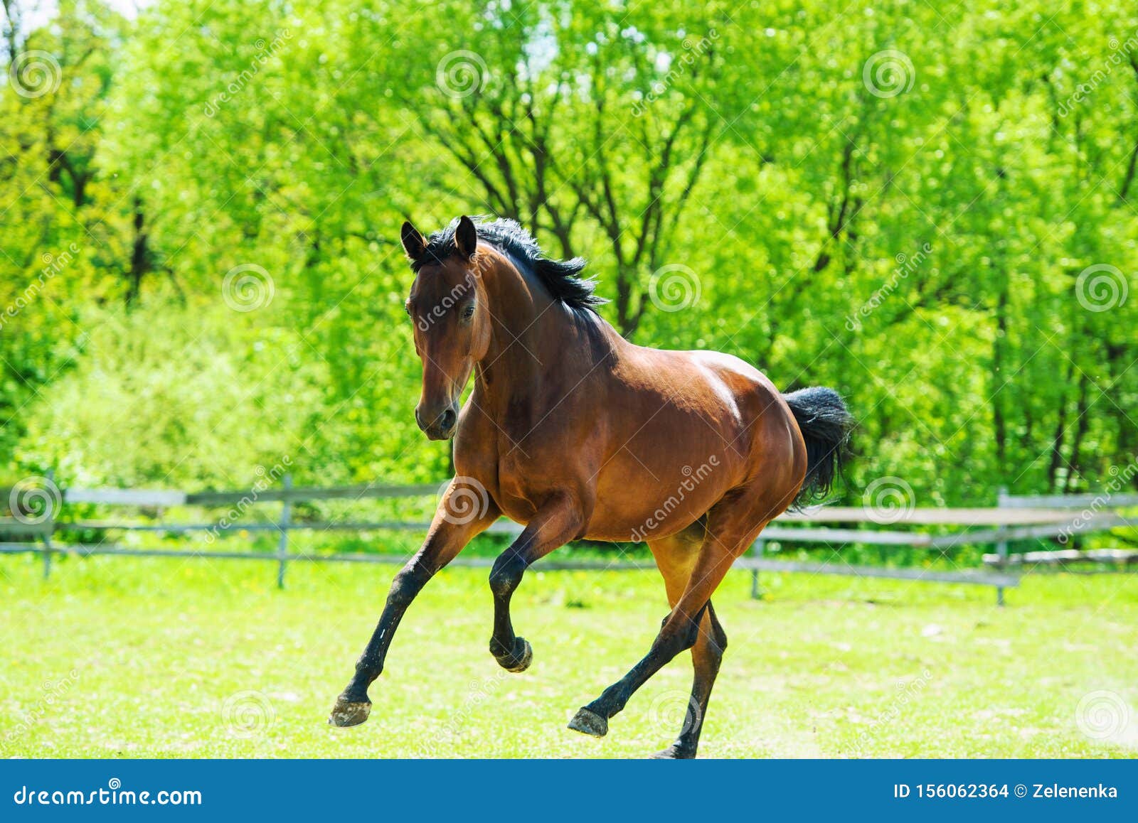 Running horse stock photo. Image of beast, green, light - 156062364