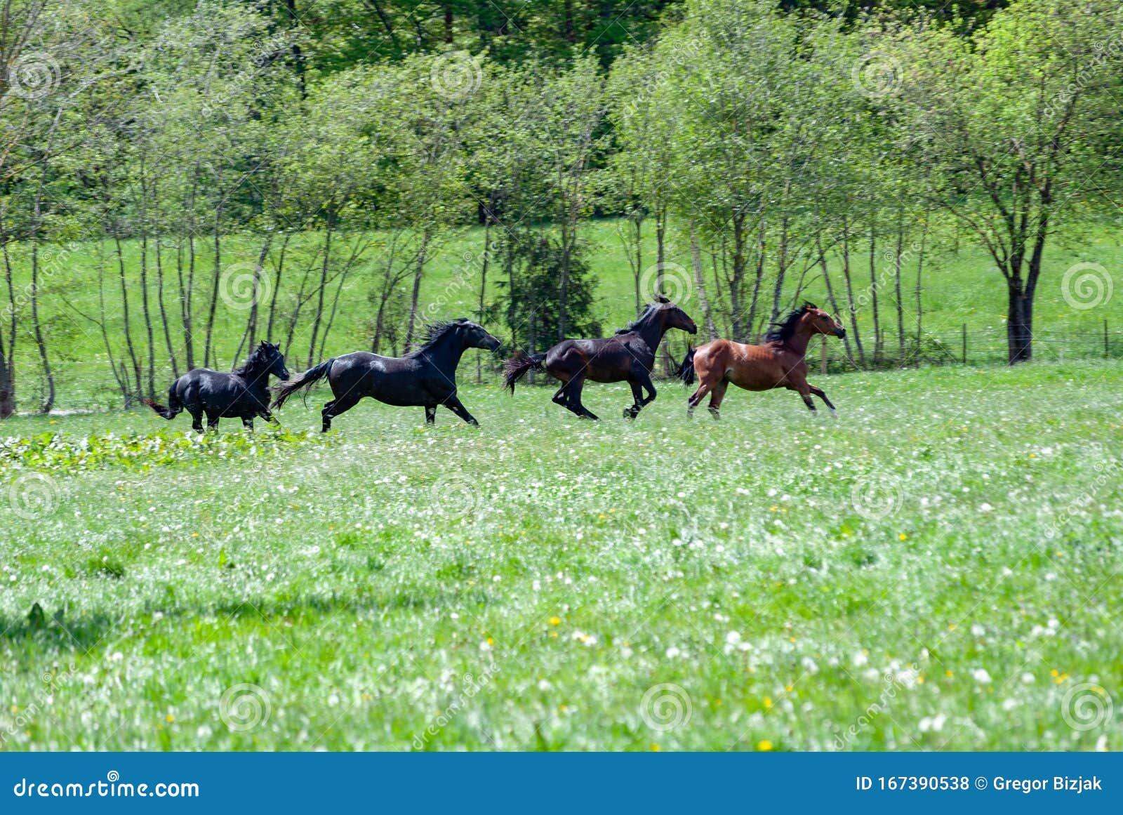 Running horses stock photo. Image of water, cliff, running 167390538