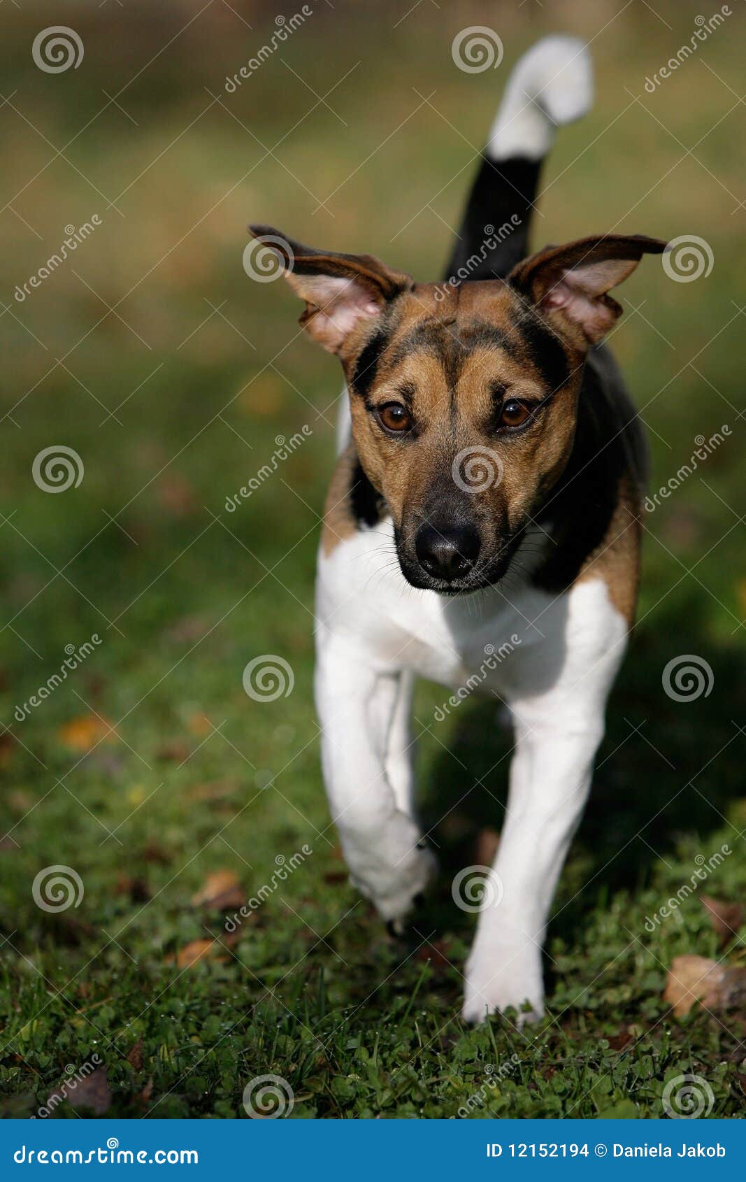 Running Jack Russel Terrier Stock Photo Image of garden, close 12152194